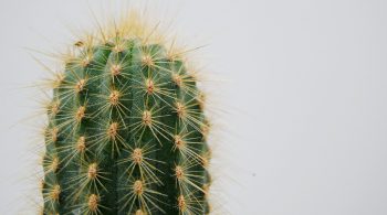 cactus-2262495_960_720-1