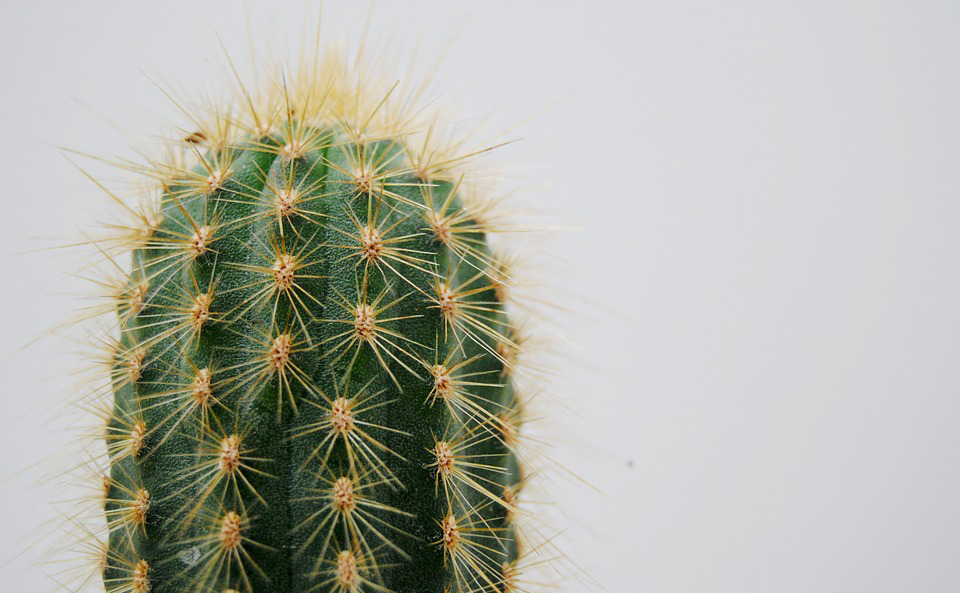 cactus-2262495_960_720-1